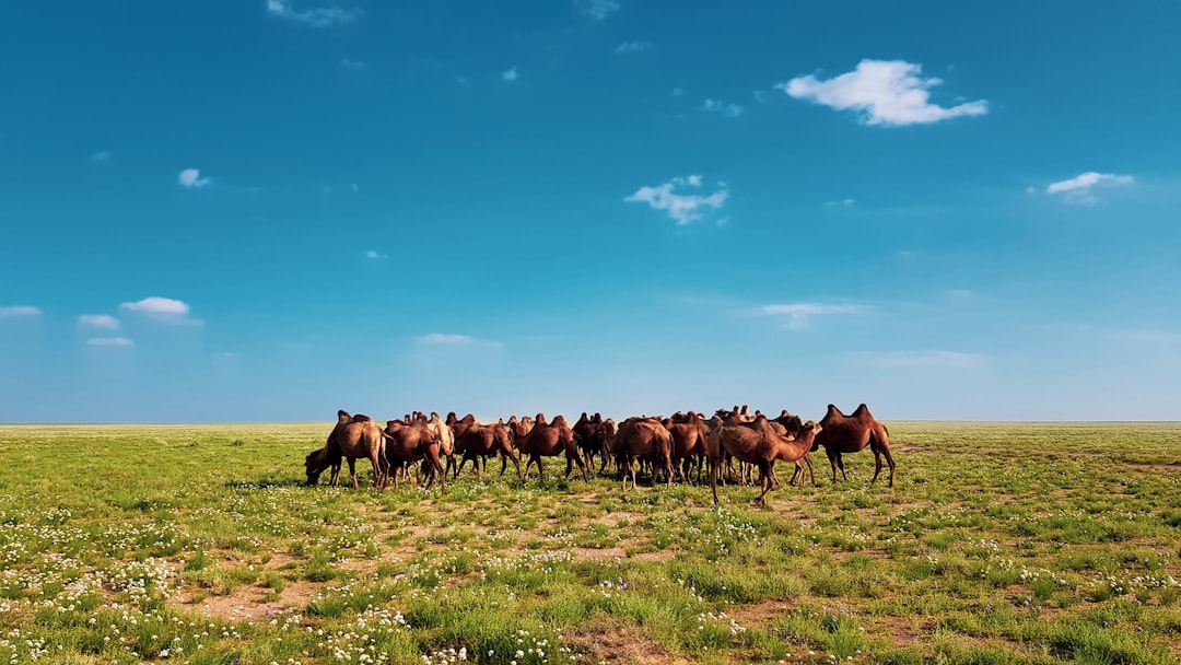 Horseback riding on Bashang Grassland