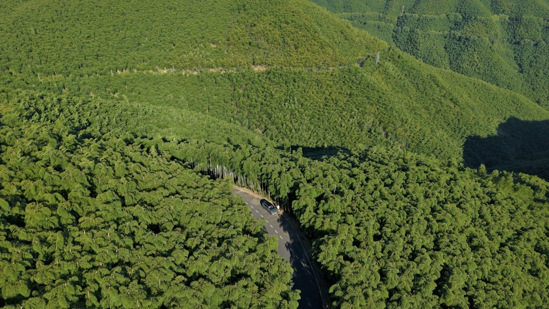 Saihanba National Forest Park — endless rows of planted trees