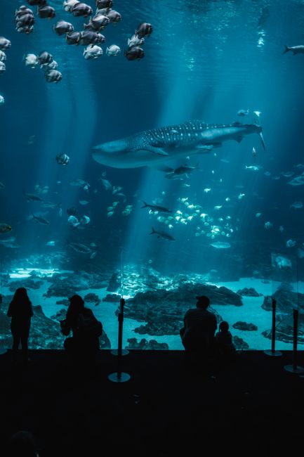 Chimelong Ocean Kingdom marine life