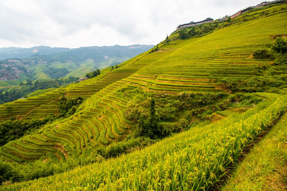 Longji Rice Terraces layered landscape
