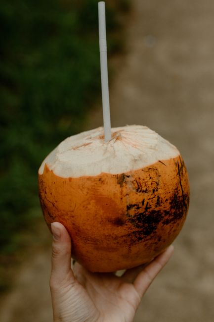 Hainan coconuts