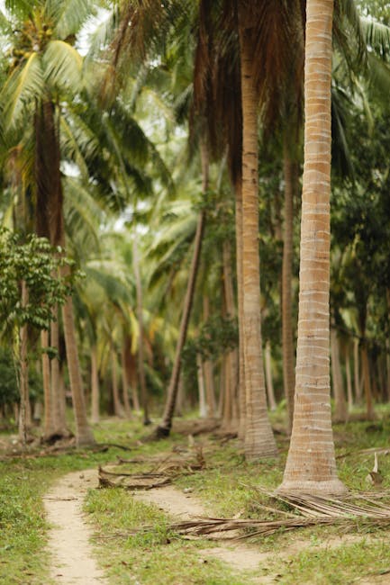 Hainan coconut grove — tens of kilometers of tropical palms