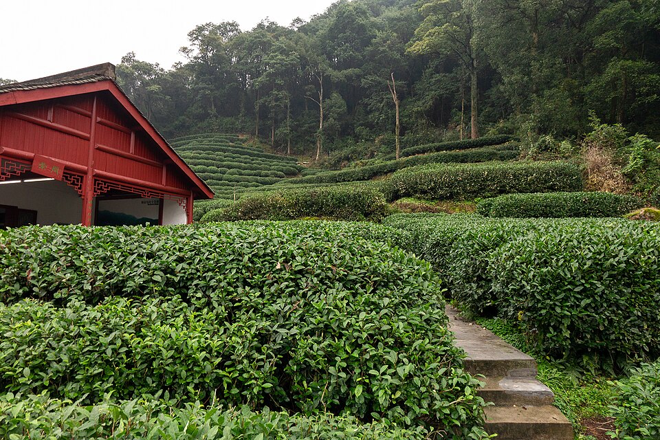 Longjing tea terraces in Hangzhou