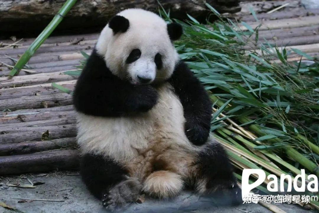 Giant panda cub at the Chengdu Research Base of Giant Panda Breeding