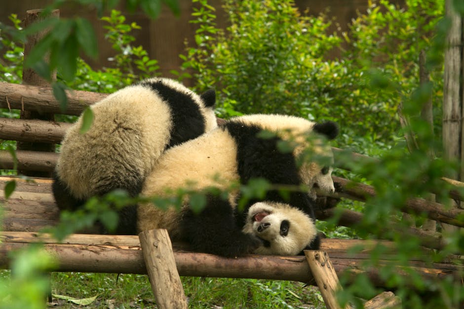 Giant panda at Chengdu Research Base