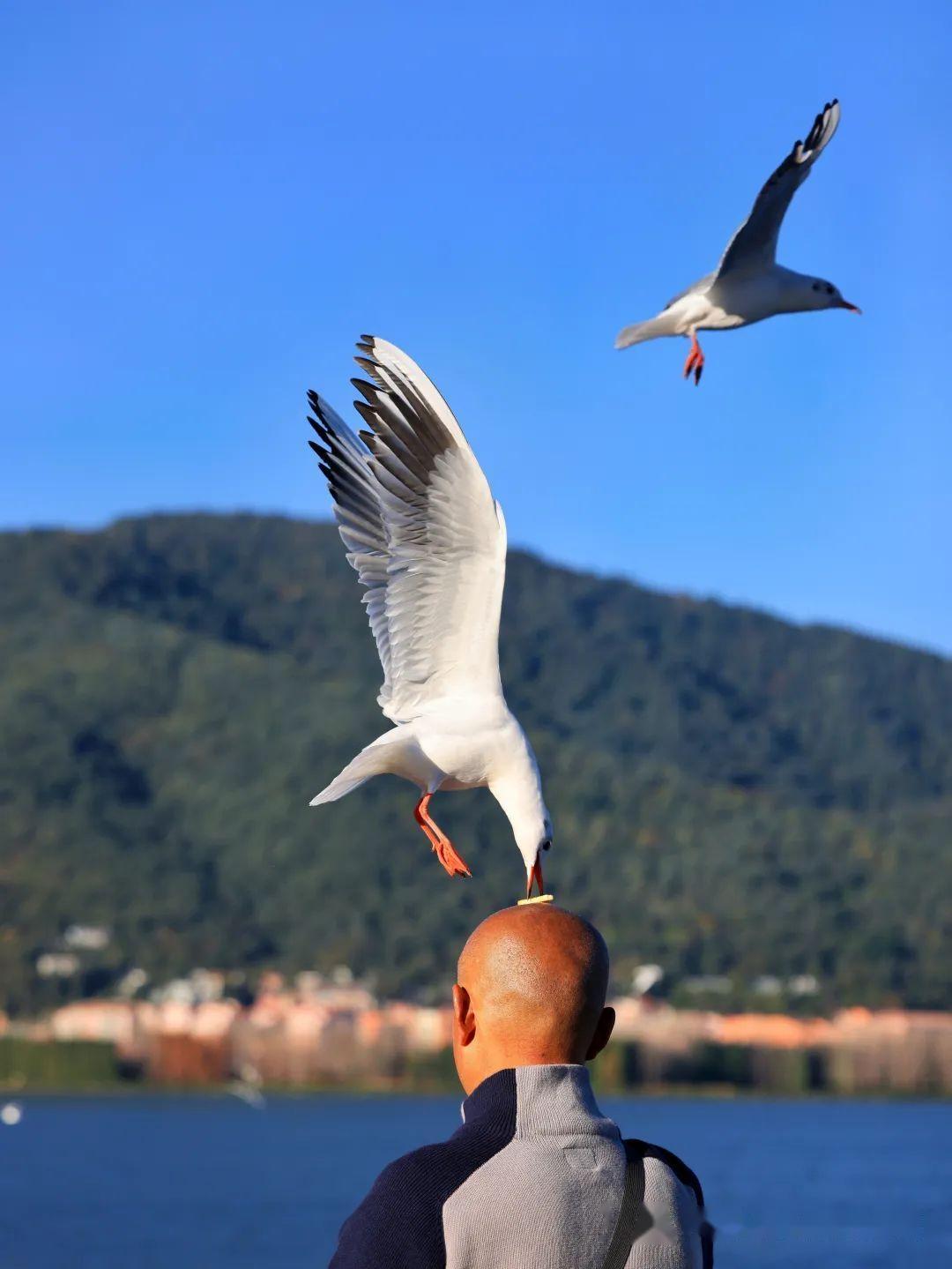 Dianchi Lake with black-headed gulls