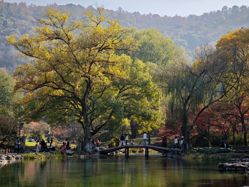 West Lake autumn — osmanthus and reflections