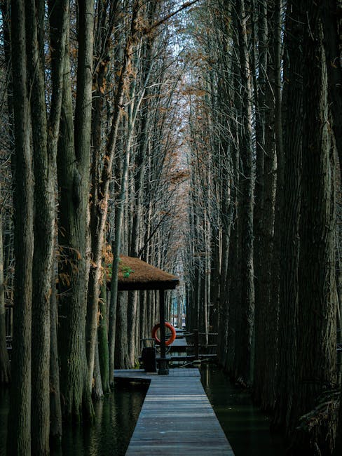 Xixi Wetland wooden boardwalk